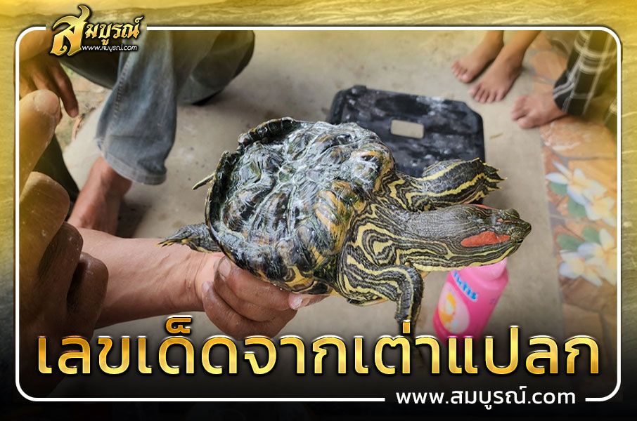เลขเด็ดจากเต่าแปลก