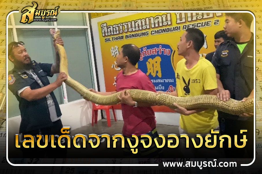 เลขเด็ดจากงูจงอางยักษ์